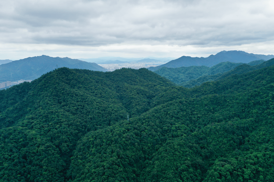 广东肇庆鼎湖山，一定是自带爆火属性吧，总是人山人海