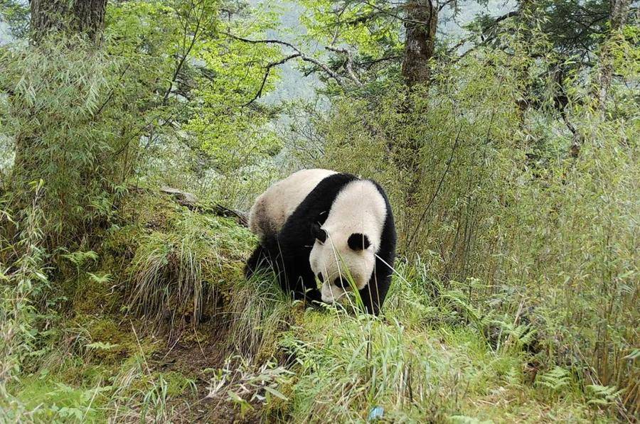 总该你火一把了吧，文县！